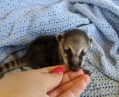 FEMALE COATIMUNDI FOR SALE