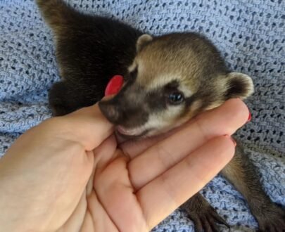 MALE COATIMUNDI FOR SALE