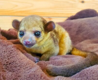 FEMALE KINKAJOU FOR SALE