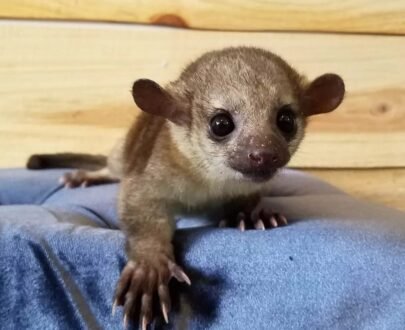 FEMALE KINKAJOU FOR SALE