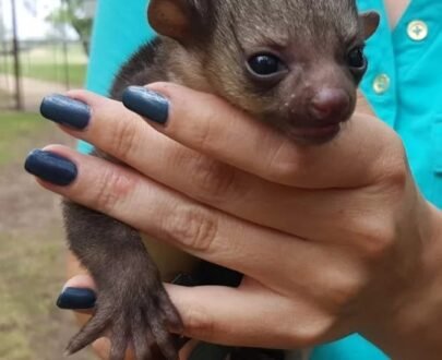 FEMALE KINKAJOU FOR SALE