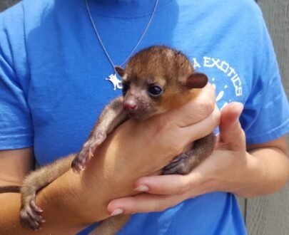 MALE KINKAJOU FOR SALE