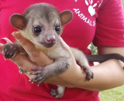 MALE KINKAJOU FOR SALE