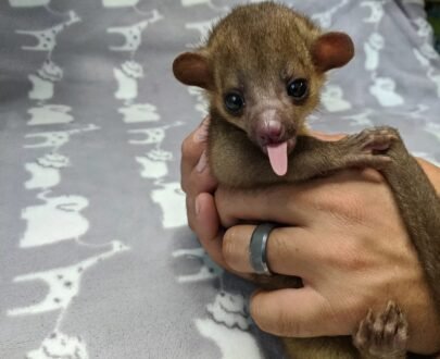 MALE KINKAJOU FOR SALE