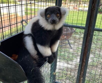 FEMALE LEMUR FOR SALE