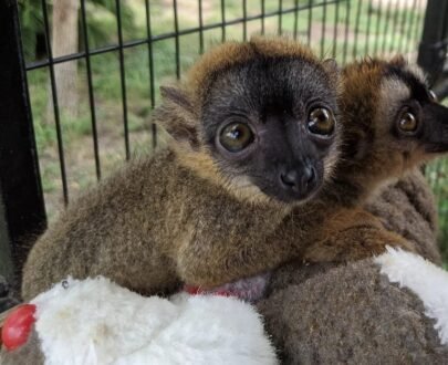 FEMALE LEMUR FOR SALE