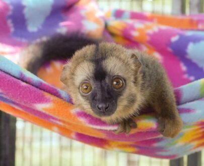 MALE LEMUR FOR SALE