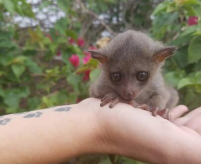 BUSH BABY FOR SALE