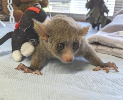 Bush baby pet