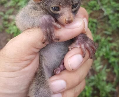 MALE BUSHBABY FOR SALE