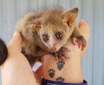 MALE BUSHBABY FOR SALE