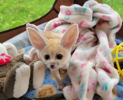 FEMALE FENNEC FOX FOR SALE