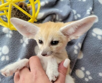 FEMALE FENNEC FOX FOR SALE