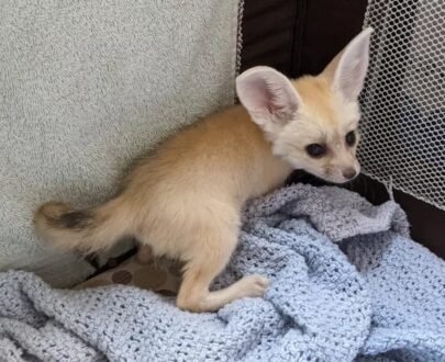 FEMALE FENNEC FOX FOR SALE