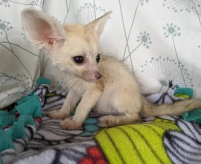 MALE FENNEC FOX FOR SALE