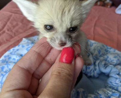 MALE FENNEC FOX FOR SALE