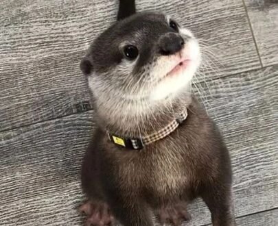 Male Asian Small Clawed Otters