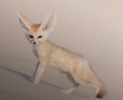 MALE FENNEC FOX FOR SALE