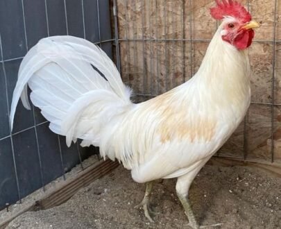 Buy White Claret Fighting Rooster