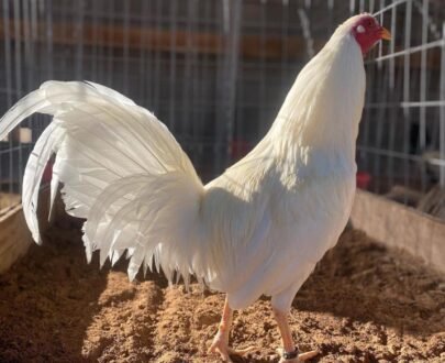 Buy White Kelso GameFowl