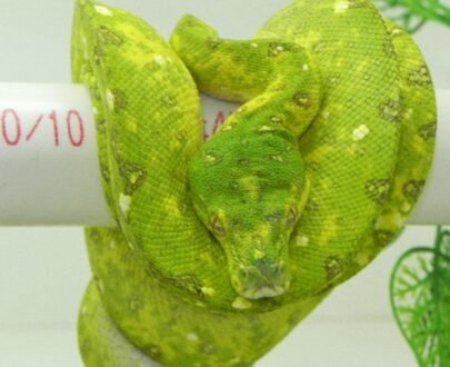 Adult Biak Green Tree Python