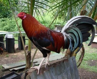 Buy Lacy Roundhead Rooster