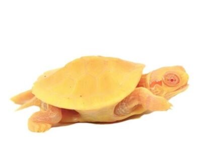 Albino Red Ear Slider Turtle