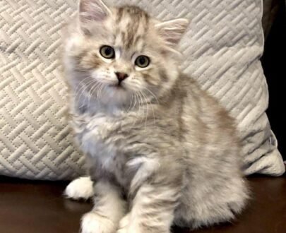 American Bobtail cat for sale