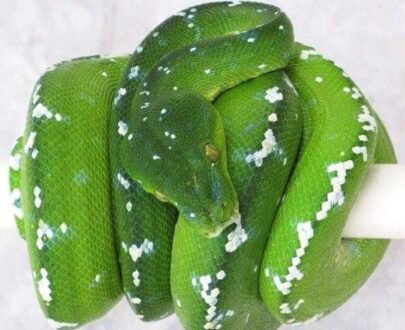 Buy Aru Green Tree Python