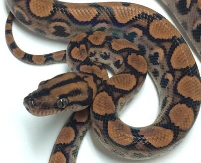 Baby Brazilian Rainbow Boa For Sale