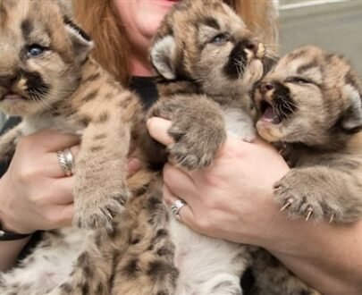 Cougar Cubs For Sale