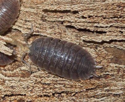 New Porcellio Dilatatus