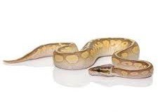 Super Pastel Lesser Ball Python Het Pied