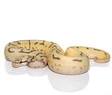 Bumblebee Disco Hypo Leopard Ball Python