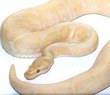 2018 Lavender Albino Spider Ball Python