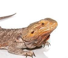 Adult Female Classic Bearded Dragon