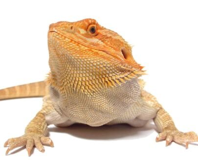 Buy Bearded Dragons