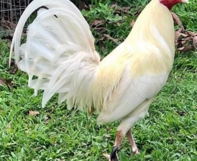 Buy White Hackle Gamefowl