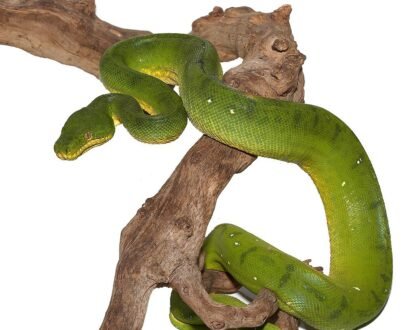 Anaconda Phase Emerald Tree Boa