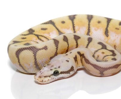 Baby Killer Bee Scaleless Head Ball Python