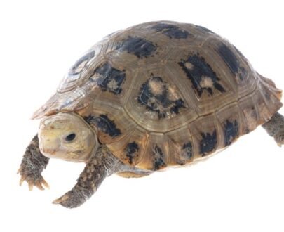 Elongated Tortoise for Sale