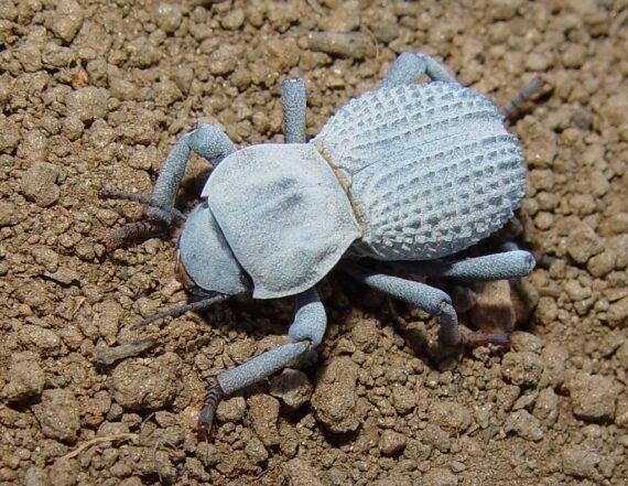 Desert Ironclad Beetle for sale