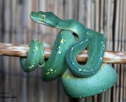 Baby Cyclops Mountain Green Tree Python