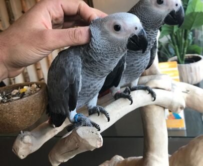 African Grey Parrots For Sale