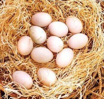 Albany Gamefowl Hatching Eggs