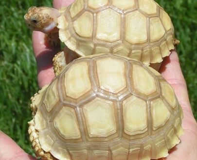 Sulcata Tortoise for Sale