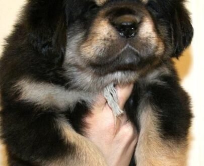 Tibetan Mastiff For Sale