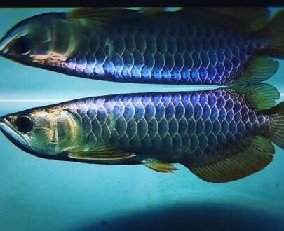 Buy Blue Base Arowana