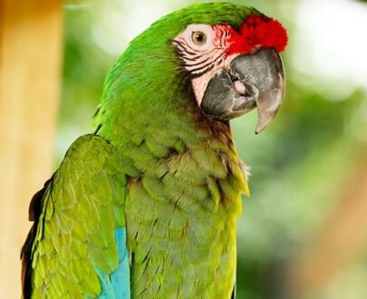 Military Macaw For Sale