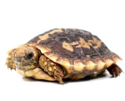 Baby Pancake Tortoise